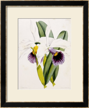 Lily by William Curtis Pricing Limited Edition Print image