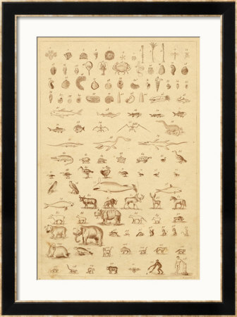 The Progress Of Evolution From Amoebas To You And Me As Displayed By The Fossil Record by A. Dusmenil Pricing Limited Edition Print image