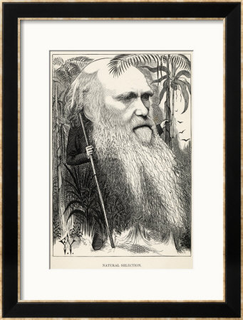 Charles Darwin, Depicted As A Wild Man Of The Jungle by F. Waddy Pricing Limited Edition Print image
