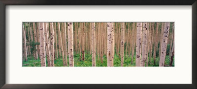 Spring Aspen, Independence Pass, Colorado, Usa by Terry Eggers Pricing Limited Edition Print image