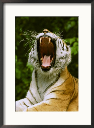 Amur Tigerpanthera Tigris Altaicayawning, Mouth Open Wide, Endangered by Brian Kenney Pricing Limited Edition Print image
