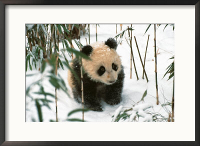 Panda Cub On Snow, Wolong, Sichuan, China by Keren Su Pricing Limited Edition Print image