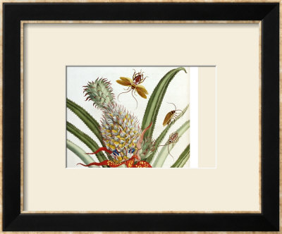 Pineapple (Ananas) With Surinam Insects by Maria Sibylla Merian Pricing Limited Edition Print image