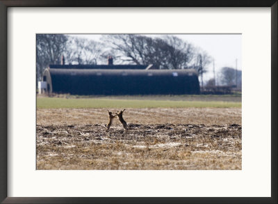 Brown Hares, Pair Of Brown Hares Boxing Close To Farm Buidlings, Lancashire, Uk by Elliott Neep Pricing Limited Edition Print image