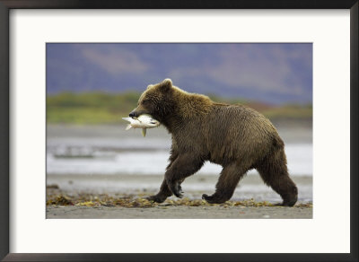 Grizzly Bear, Adult Female Carrying Salmon, Alaska by Mark Hamblin Pricing Limited Edition Print image