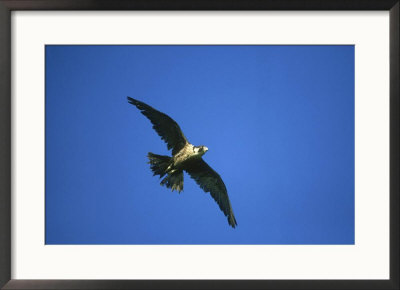 Peregrine Falcon, Falco Peregrinus Immature Female In Flight Scotland, Uk by Mark Hamblin Pricing Limited Edition Print image