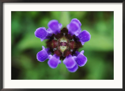 Self-Heal by Mark Hamblin Pricing Limited Edition Print image