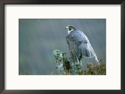 Peregrine Falcon, Falco Peregrinus by Mark Hamblin Pricing Limited Edition Print image