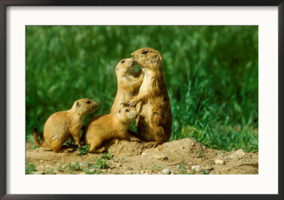 Black-Tailed Prairie Dogs, Female With Pups, Colorado by David Boag Pricing Limited Edition Print image