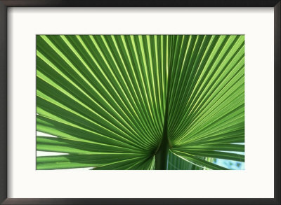 Palm Leaf, Scotland by Iain Sarjeant Pricing Limited Edition Print image