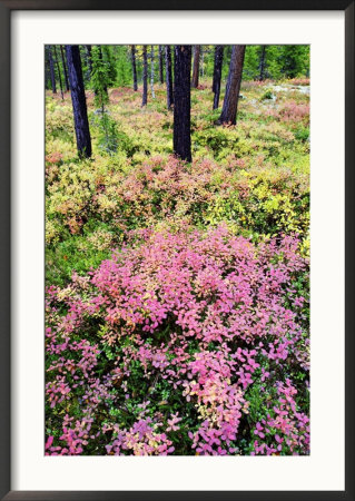 Bilberry On Pine Forest Floor In Autumn, Norway by Mark Hamblin Pricing Limited Edition Print image