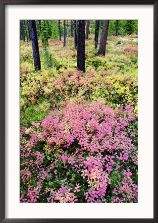 Bilberry On Pine Forest Floor In Autumn, Norway by Mark Hamblin Pricing Limited Edition Print image