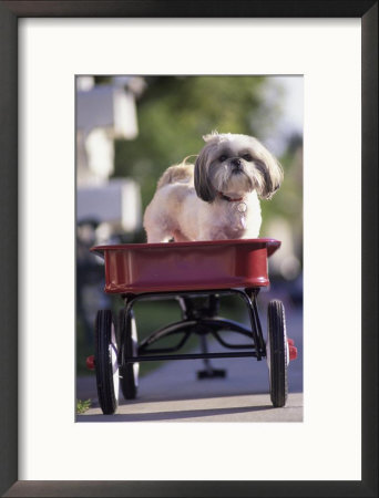 Dog In Little Red Wagon by Mitch Diamond Pricing Limited Edition Print image