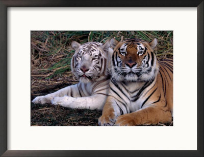 White Bengal Tigers by Lynn M. Stone Pricing Limited Edition Print image