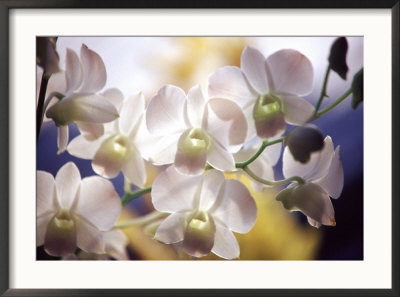 Wild Orchids, Malaysia by Michele Molinari Pricing Limited Edition Print image