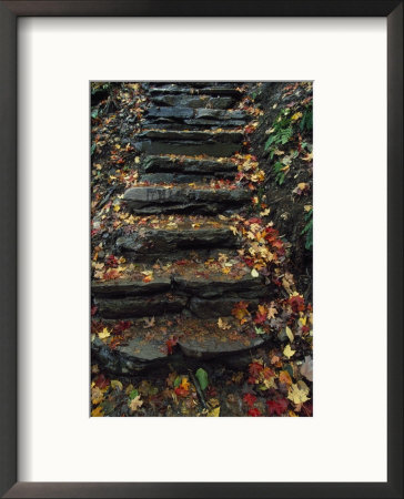 Stone Stairs, Rickett Glen State Park by Mark Hunt Pricing Limited Edition Print image