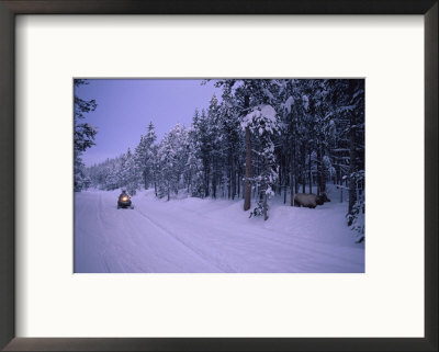 A Snowmobiler Stops To Look At A Foraging Elk by O. Louis Mazzatenta Pricing Limited Edition Print image