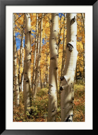 Aspen (Populus Tremuloides) Trees by Allen Russell Pricing Limited Edition Print image