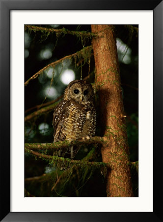 Female Northern Spotted Owl In An Old Growth Forest Area by James P. Blair Pricing Limited Edition Print image