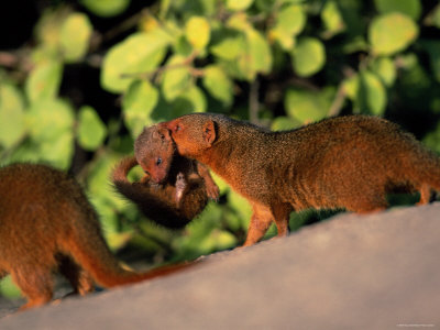 Dwarf Mongoose Carrying Young, Serengeti, Tanzania, E Africa by Anup Shah Pricing Limited Edition Print image