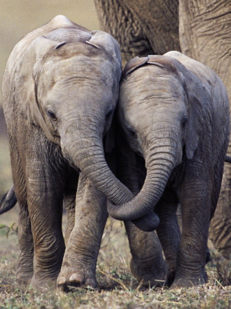 Young African Elephants With Trunks Entwined, Masai Mara, Kenya by Anup Shah Pricing Limited Edition Print image