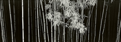 Bamboo, China by Helmut Hirler Pricing Limited Edition Print image