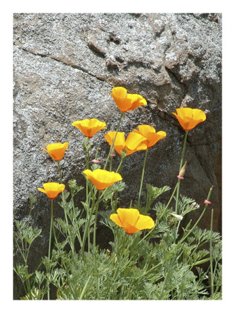 Golden Poppies by Dave Palmer Pricing Limited Edition Print image
