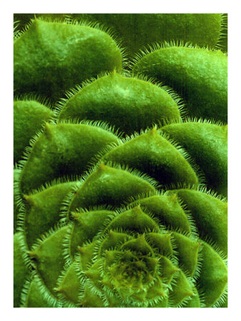 Cactus Green by Dave Palmer Pricing Limited Edition Print image