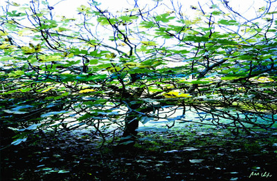 Green Leafs by Norbert Schäfer Pricing Limited Edition Print image
