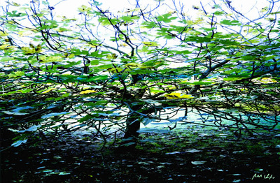 Green Leafs by Norbert Schafer Pricing Limited Edition Print image