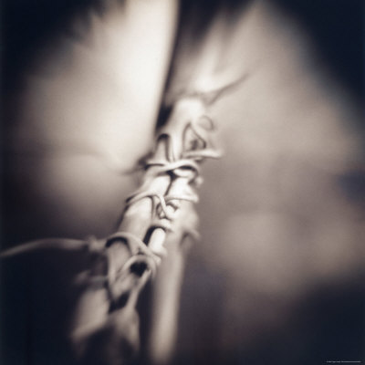 Bound Branches by Jennifer Shaw Pricing Limited Edition Print image