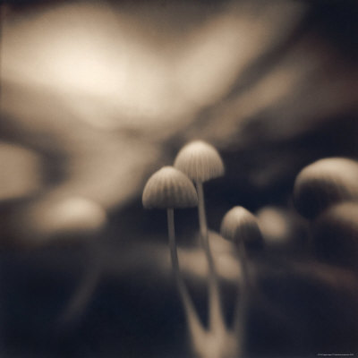 Three Mushrooms by Jennifer Shaw Pricing Limited Edition Print image