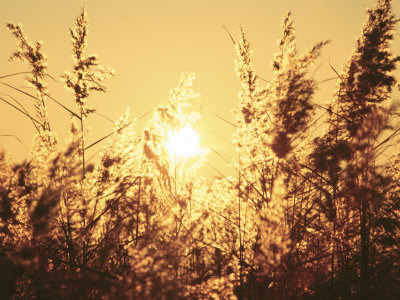 Reed, Sunset by Jacob Halaska Pricing Limited Edition Print image