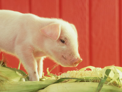 Pig, Sus Scrofa Piglet Enjoying Box Of Corn by Alan And Sandy Carey Pricing Limited Edition Print image