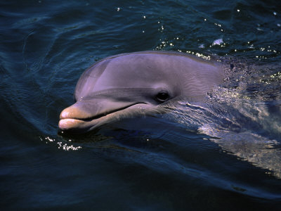 Dolphin, Keys, Fl by Larry Lipsky Pricing Limited Edition Print image