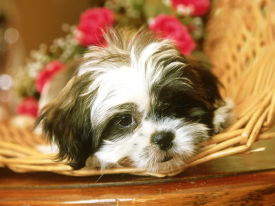 Shih-Tzu Puppy, Usa by Alan And Sandy Carey Pricing Limited Edition Print image