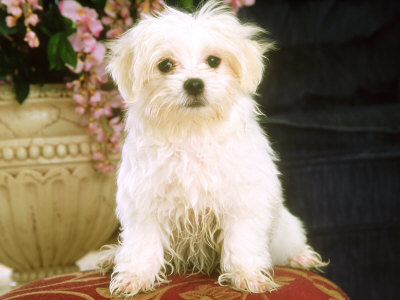 Maltese Puppy, Usa by Alan And Sandy Carey Pricing Limited Edition Print image