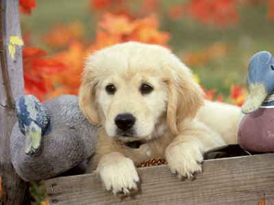 Golden Retriever, Puppy With Mallard Decoys In Autumn by Alan And Sandy Carey Pricing Limited Edition Print image