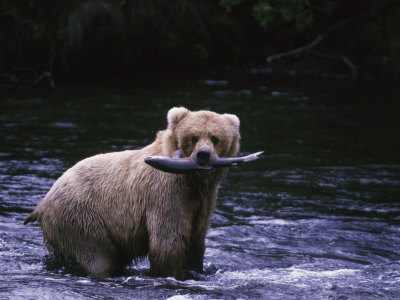 Brown Bear, Katmai National Park by Mark Newman Pricing Limited Edition Print image