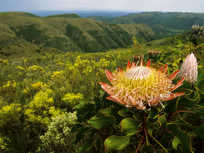 King Protea, Zuurberg Section Of The Addo Elephant National Park, Eastern Cape, South Africa by Roger De La Harpe Pricing Limited Edition Print image