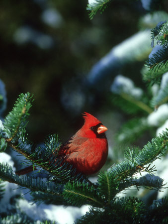 Northern Cardinal, Male In Fir Tree, Illinois by Daybreak Imagery Pricing Limited Edition Print image