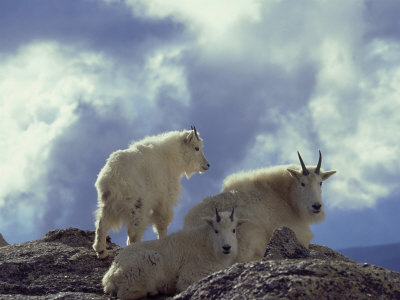 Mountain Goat, Nanny And Kid, Glacier National Park by Alan And Sandy Carey Pricing Limited Edition Print image