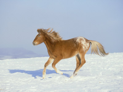 Appaloosa, Equus Caballus Running In Winter Montana by Alan And Sandy Carey Pricing Limited Edition Print image