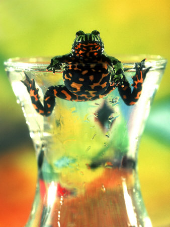Fire Belly Toad In Vase Of Water by Rudi Von Briel Pricing Limited Edition Print image
