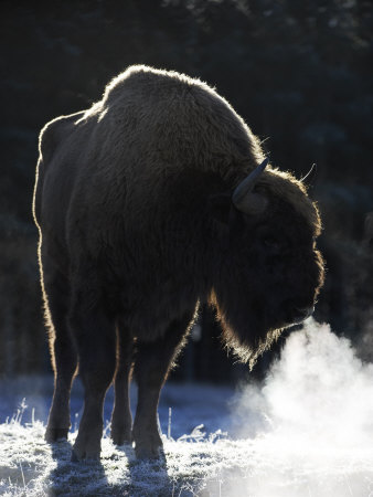 European Bison, Adult Female Showing Breath On Frosty Morning (Captive), Scotland by Mark Hamblin Pricing Limited Edition Print image