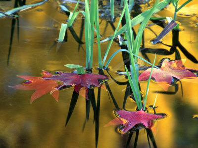 Maple Leaves In Creek, Bishop, Ca by David Carriere Pricing Limited Edition Print image