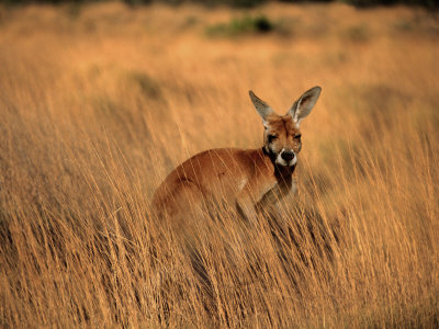 Kangaroo, Northern Territory, Australia by Jacob Halaska Pricing Limited Edition Print image