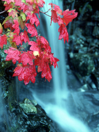 Cascades National Park, Wa by David Carriere Pricing Limited Edition Print image