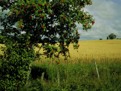 Rowan Tree, Behind Oat Field, Middle Finland by Heikki Nikki Pricing Limited Edition Print image