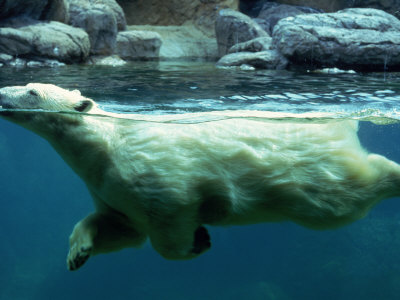 Polar Bear Swimming In Water by Chip Henderson Pricing Limited Edition Print image
